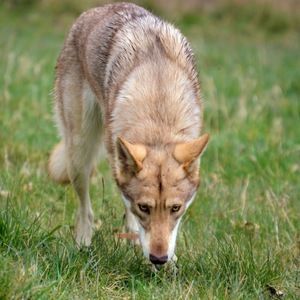 Meet your Posher, Micheal